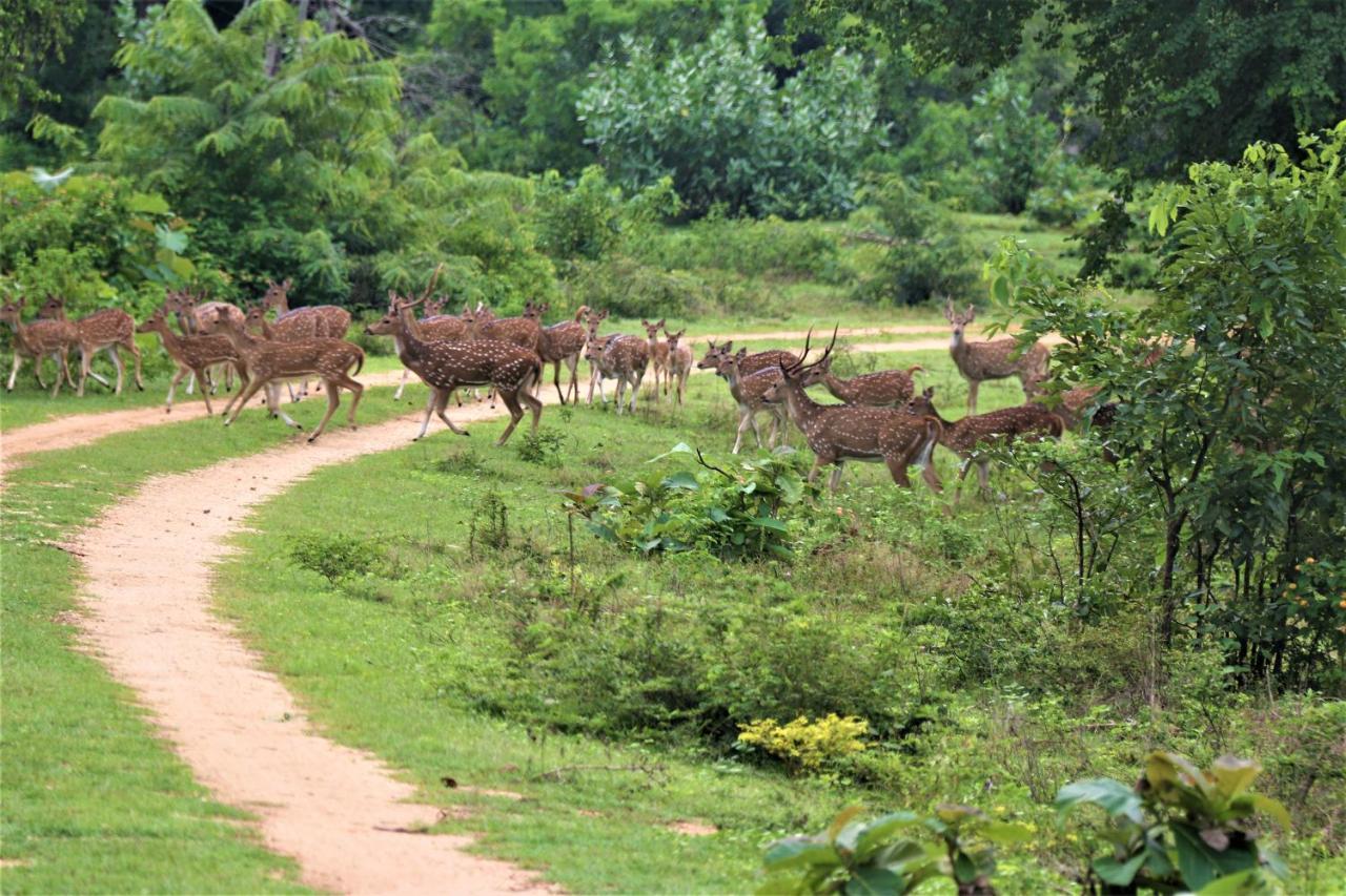 Yala Safari River View Hotel Tissamaharama Esterno foto